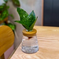 綠紋虎尾蘭 三角水耕盆栽 室內植物 觀葉植物 禮物 水培