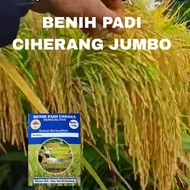 BENIH PADI CIHERANG JUMBO SUPER ORIGINAL 1 kg