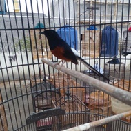 NEW! burung murai batu medan gacoran ekor panjang full set