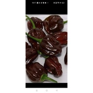 7 post chocolate chili seedling