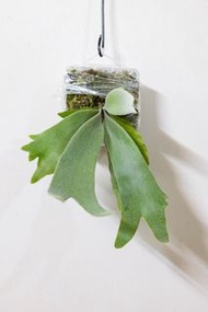 Willinckii White Rose x Dwarf Tatsuta 鹿角蕨