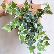 【常春藤(雪白綠)】植物上板 情人節禮物 生日禮物 觀葉植物 室內