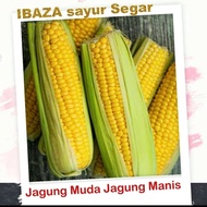 Jagung Manis Jagung Muda Sayur Segar IBAZA fruitsBOX