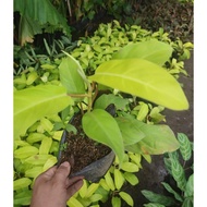 Orlando Live Plants with FREEBIES
