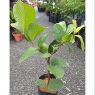 Jambu batu Lohan (anak pokok)