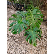 MONSTERA DELICIOSA PLANT