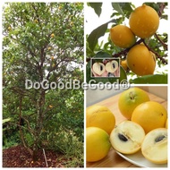 2Pcs Pouteria caimito,Abiu Fruit Plant Seeds / Biji Benih Buah Abiu