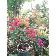 Bougainvillea ordinary variety