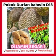 RINA • pokok kahwin durian d13 roti emas golden bun • jenis cepat berbuah hasil tinggi isi Oren teks