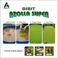 Azolla Broodstock Seeds 5 kg Ready to Cultivation Resistant to Ship Up to 8 Days Duck Fish Chicken G