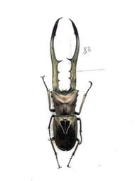 Cyclommatus metallifer finae Peleng Is. 美它利佛細身赤鍬形蟲83mm