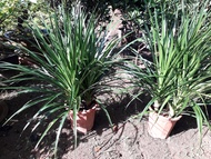 Cây Phát Tài Núi (cây Đại Lộc) CHẬU TO KHỔNG LỒ. [ GHN EXPress ]