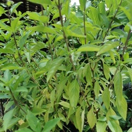 50 biji benih daun Selasih