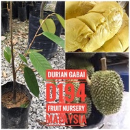 Anak pokok durian Gabai D194