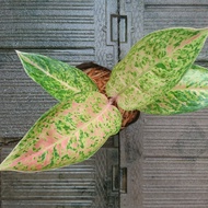 Aglonema Big Roy Lulaiwan Daun 3-5 Anakan Bunga Aglaonema Tanaman Hias