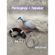 Turtle / Dekukur Bird Trap Trap Package - Balam Bird