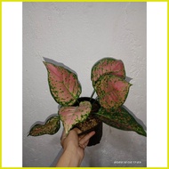 ◭ ✢ ❦ Pink Valentine Aglaonema