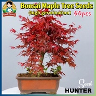50pcs/pack Japanese Red Maple Tree Seeds Acer palmatum Bonsai Maple Tree Plant Seeds Indoor Potted M