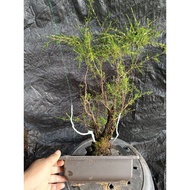 🌳4🔥 mini bonsai / bonsai cucur atap / coreng atap / Berungis / Baeckea frutescens / mini bonsai cA