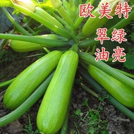 P Gourd Seeds Cucumber Seeds Cucumber Seeds Rice Gourd Vegetable Seeds Anti-Virus Cold-Resistant Hea