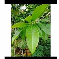 Fresh bay leaves 250gr bay leaves