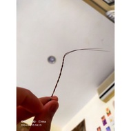 bulu perindu asli bergerak