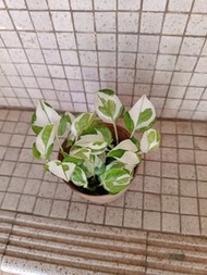 白雪黃金葛 雪花葛 小盆栽