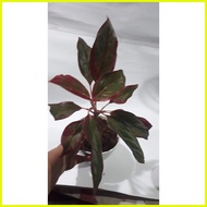 ♞Aglaonema Red Siam | Aglaonema Red Lipstick Plant