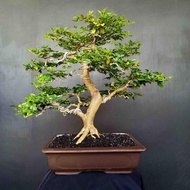 Bonsai Tanaman Hias KPITB1193 Pohon Jeruk Kingkit Gaya Natural