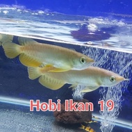 Terbaru Ikan Arwana Red Banjar/Arwana Banjar Red/Red Banjar