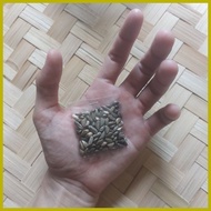 ▖ ﹊ ◸ Maramais Forage Grass Seeds