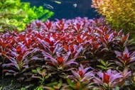 Ludwigia glandulosa tanaman aquascape 20 btg. tanaman hias. tanaman air