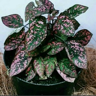 tanaman hias hipotes daun pink