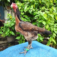 Ayam betina Mangon