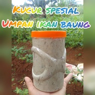 Kucur Umpan Ikan Baung Senggal / Kucur