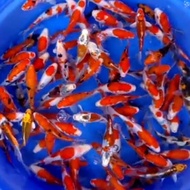 Bibit ikan koi 3-5cm