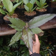 TANAMAN HIAS ANTHURIUM JEMANI BLACK BEAUTY DEWASA