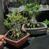 Adenium Percabangan Bonsai Diskon