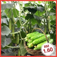 H1 Biji Benih Timun Buah（25+/-）/ Fruit Cucumber Seeds / 
水果黄瓜种子 / Vagetable Seeds / Biji Benih Sayur / 蔬菜种子