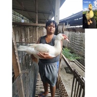 TELUR FERTIL MENTOK/ENTOK JUMBO LEHER PANJANG ASLI BLITAR