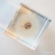 Creative Dandelion Specimen Crystal Cube Dandelion Birthday Gift Specimen Crystal Ready Stock Plant 