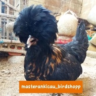 ayam Poland jambul khatulistiwa betina dewasa siap ternak