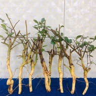 Bahan bonsai serut buat grouping edisi mini /bisa untuk bahan tanuki