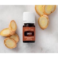 Ginger essential Oil 5ml by Young Livings
