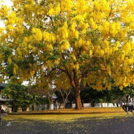 100 เมล็ดพันธุ์ Garden Seed ราชพฤกษ์ หรือ ต้นคูณเหลือง ดอกคูน สีเหลือง 1 ในไม้มงคล ดอกไม้ประจำชาติไทย