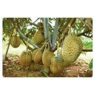 Benih Anak Pokok Durian Monthong/Pokok Durian Pantai mas Hybrid/Kawin Thai