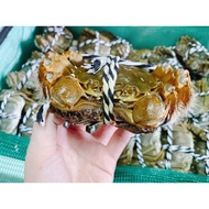 现货！阳澄湖大闸蟹Live Crab from Yang Cheng Hu阳澄湖大闸蟹