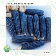 Benih Bibit Biji - Jagung Shamans Blue Popcorn Corn Seeds - IMPORT