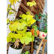 Ginkgo Miniature Bonsai White Fruit Stump Potted Plant Flower Sketch Foliage Plant Bonsai Desk Bonsa