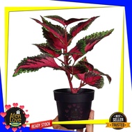 IKeA_FEJKA Artificial Potted Plant Flower Pot Indoor / Outdoor Solenostemon Pokok Ati-Ati Tiruan